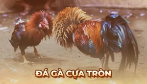 Đá gà cựa tròn và quá trình phát triển đáng chú ý tại Việt Nam